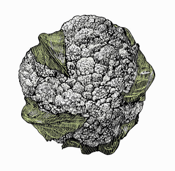 Cauliflower Poster featuring the photograph Illustration Of Cauliflower by Ikon Images