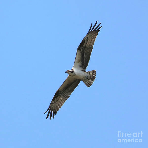 Osprey Poster featuring the photograph Intense Osprey in Flight Square Format by Carol Groenen