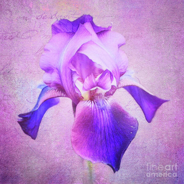 Iris Poster featuring the photograph Pretty in Purple Iris by Anita Pollak
