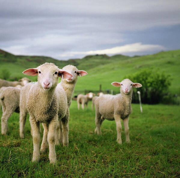 Grass Poster featuring the photograph Lambs In Wyoming by Danielle D. Hughson