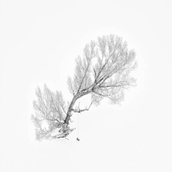 Tree Poster featuring the photograph Lone Tree In Winter (aerial View) by Mei Xu