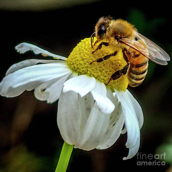 Shawn Jeffries Poster featuring the photograph Lovin Chamomile Nectar by Shawn Jeffries
