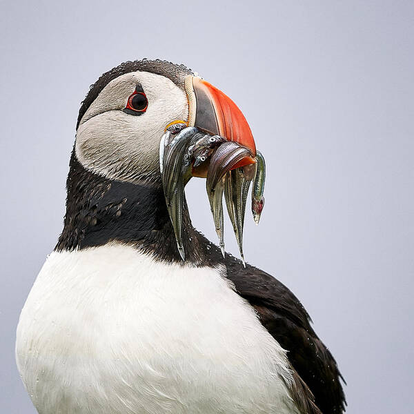 Puffin Poster featuring the photograph Lunch Time / Portrait Of A Puffin by Gerd Moors