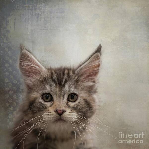 Maine Coon Poster featuring the photograph Maine Coon Kitten by Eva Lechner