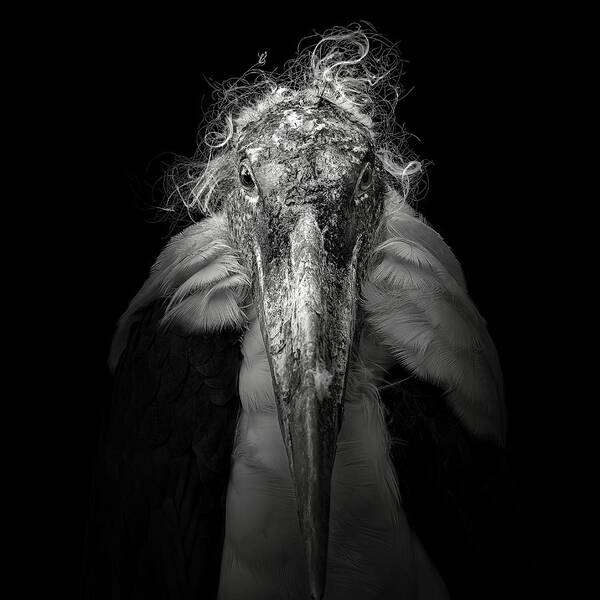 Monochrome Poster featuring the photograph Marabou #9 by Christian Meermann