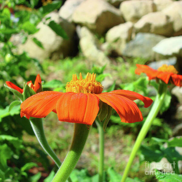 Mexican Sunflower Poster featuring the photograph Mexican Sunflower 20 by Amy E Fraser