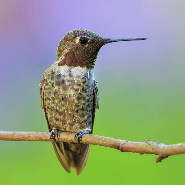 Animal Poster featuring the photograph Midsummer Night's Dream IV - Male Anna's Hummingbird by Briand Sanderson