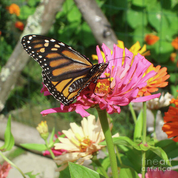 Monarch Poster featuring the photograph Monarch and Zinnia 1 by Amy E Fraser