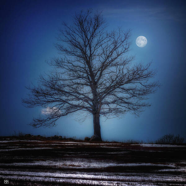 Tree Poster featuring the photograph Moon Over Liberty Tree by John Meader