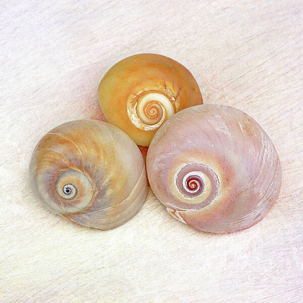 Moon Snails Poster featuring the photograph Moon Snail Trio by Kathi Mirto