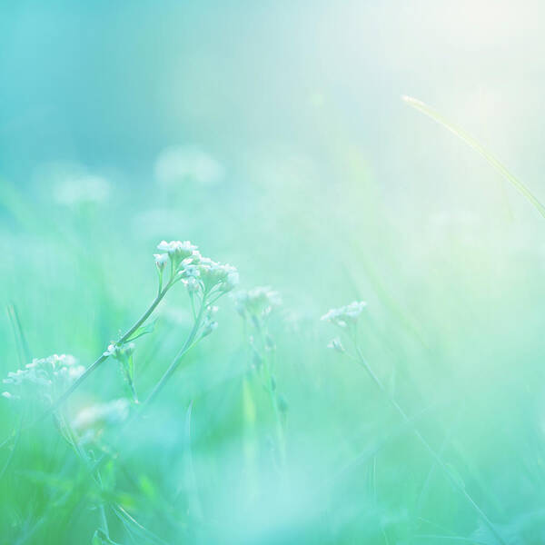 Grass Poster featuring the photograph Morning by Jeja