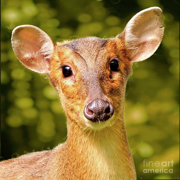 Muntjac Poster featuring the photograph Muntjac Deer by Martyn Arnold