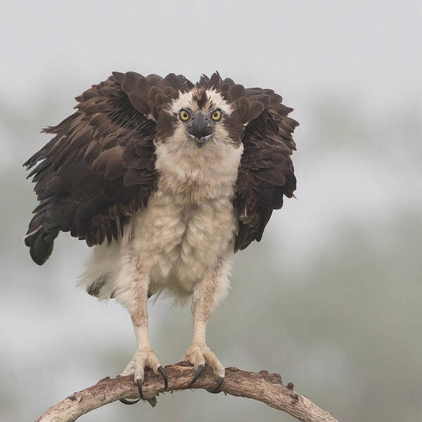 Osprey Poster featuring the photograph Nervous To Fly Today !!!! by Alfred Forns