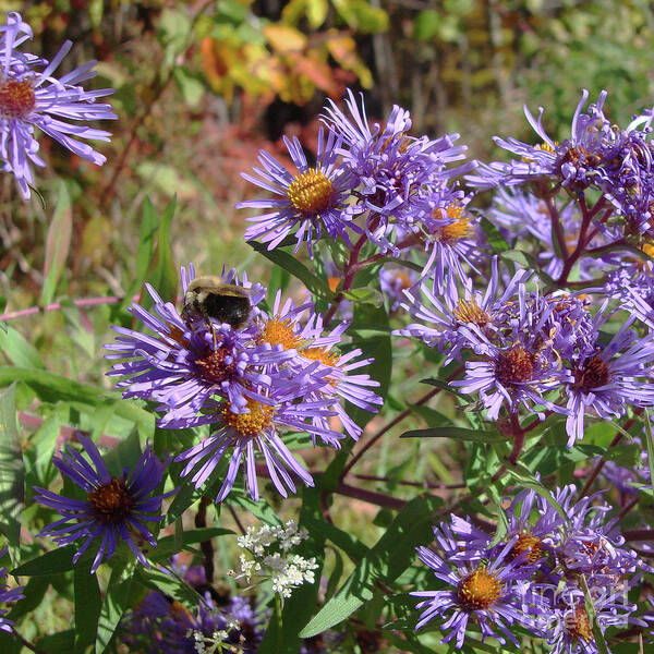 New England Aster Poster featuring the photograph New England Aster 5 by Amy E Fraser