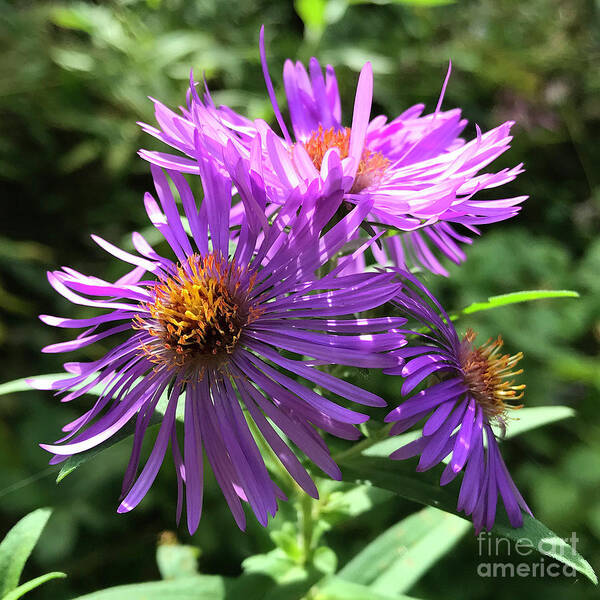 New England Aster Poster featuring the photograph New England Aster 8 by Amy E Fraser