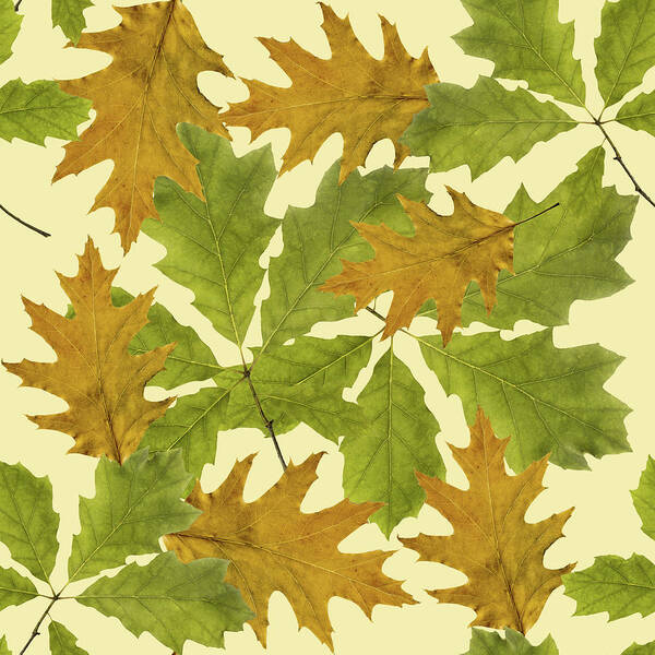 Fall Leaves Poster featuring the mixed media Oak Leaves Pattern by Christina Rollo