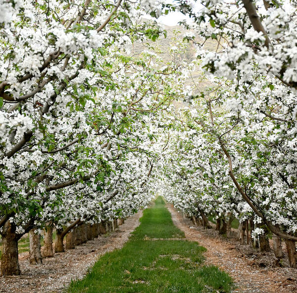 Orchard Poster featuring the photograph Orchard in Bloom by Robin Dickinson