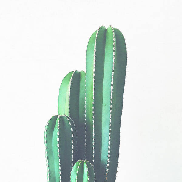 Cactus Poster featuring the photograph Organ Pipe Cactus by Cassia Beck