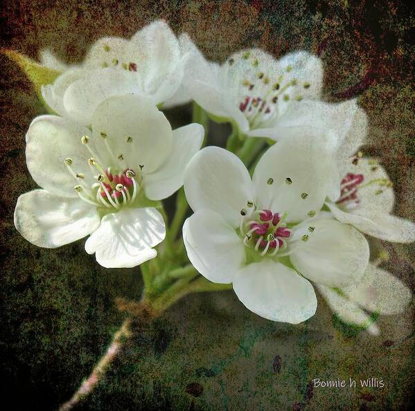 Oriental Pear Blossom Poster featuring the digital art Oriental Pear Blossum by Bonnie Willis