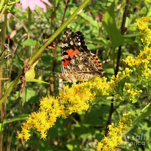 Painted Lady Poster featuring the photograph Painted Lady and Goldenrod 2 by Amy E Fraser