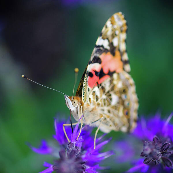 Butterfly Poster featuring the photograph Painted Lady Butterfly by Nicole Young