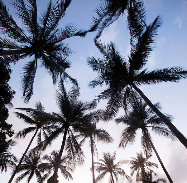 Tropical Tree Poster featuring the photograph Palm Tree Silhouettes by Nadyaphoto