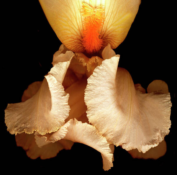 Peach Iris Poster featuring the photograph Peach Iris by Susan S. Barmon
