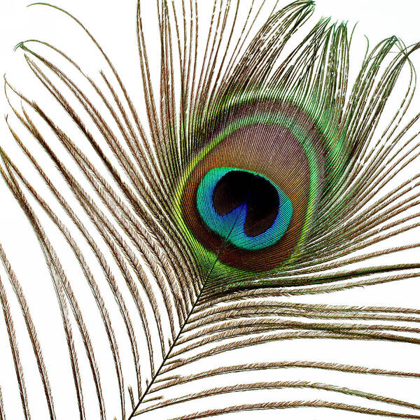 Peacock Feather 01 Poster featuring the photograph Peacock Feather 01 by Tom Quartermaine