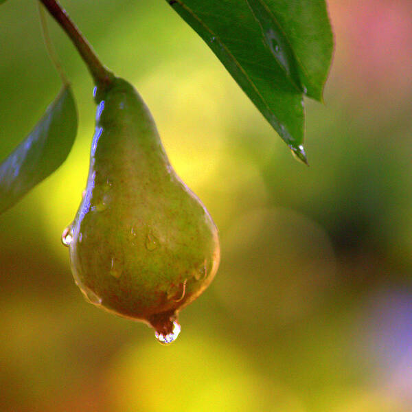 Art Poster featuring the photograph Pear by Joan Han