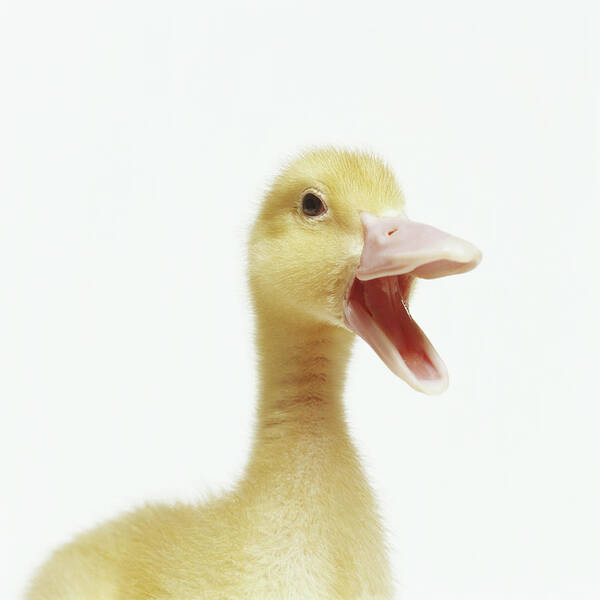 White Background Poster featuring the photograph Pekin Duck Chick, Head-shot by Gk Hart/vikki Hart