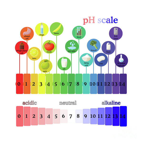 Ph Scale Poster by Bigun/science Photo Library - Pixels