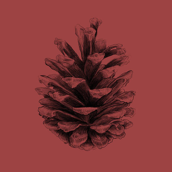 Pine Cone Poster featuring the drawing Pine by Eric Fan
