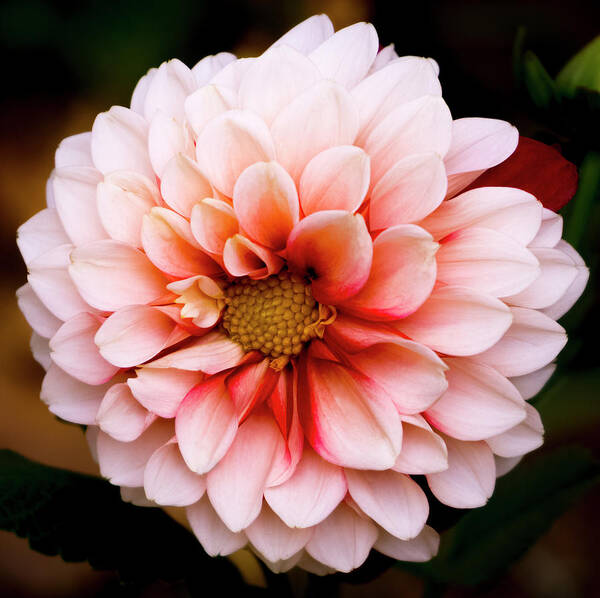 Outdoors Poster featuring the photograph Pink dahlia by Silvia Marcoschamer