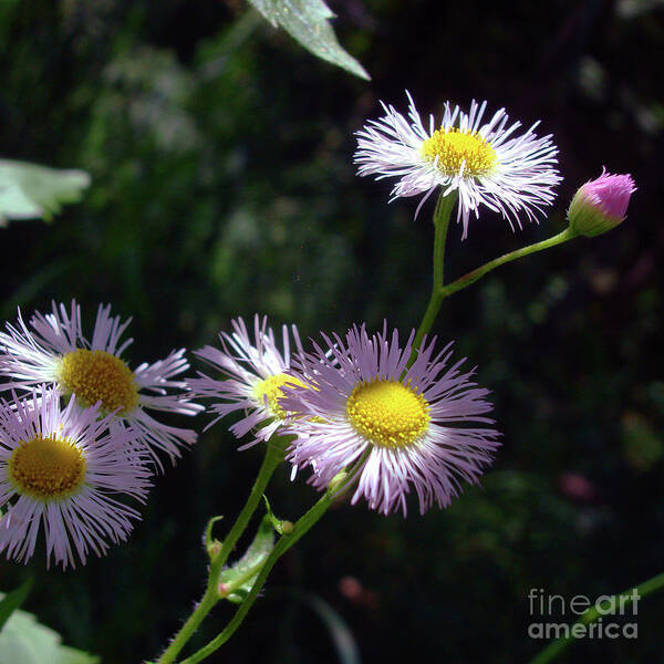 Common Fleabane Poster featuring the photograph Pink Fleabane 11 by Amy E Fraser