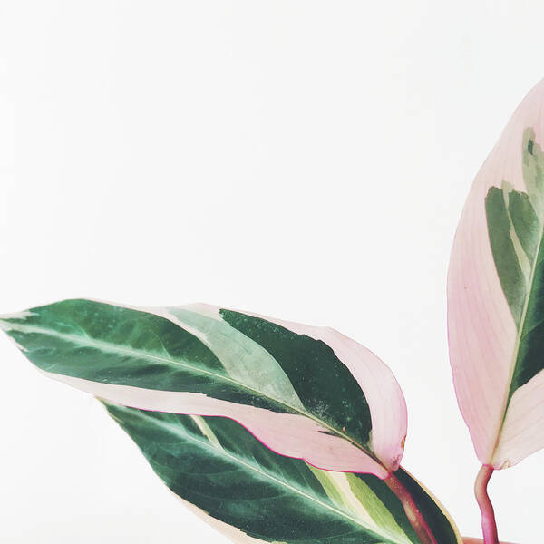 Plants Poster featuring the photograph Pink Leaves II by Cassia Beck