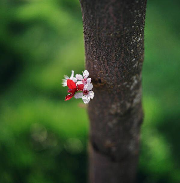Bunch Poster featuring the photograph Plum Blossom On Tree Trunk by Danielle D. Hughson