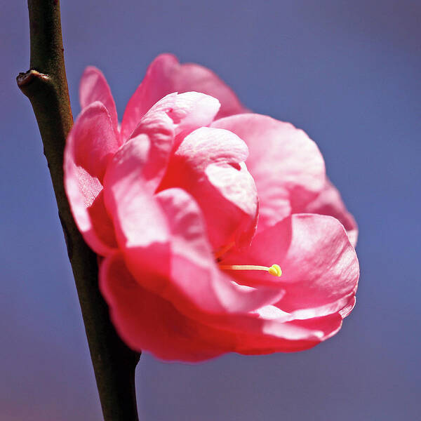 Petal Poster featuring the photograph Plum Blossom by Photography By Dalang5