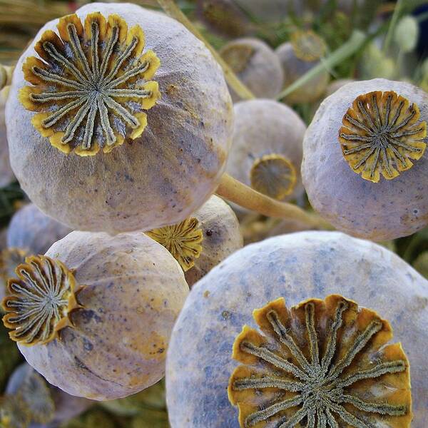 Outdoors Poster featuring the photograph Poppy Seed Pods by Dragan Todorovic