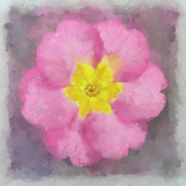 Primrose Pink Poster featuring the photograph Primrose Pink by Cora Niele