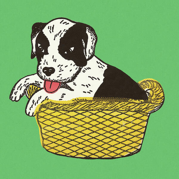 Animal Poster featuring the drawing Puppy in a Basket by CSA Images