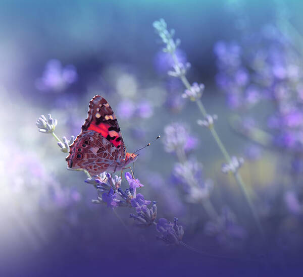Flower Poster featuring the photograph Queen Of Flowers.. by Juliana Nan