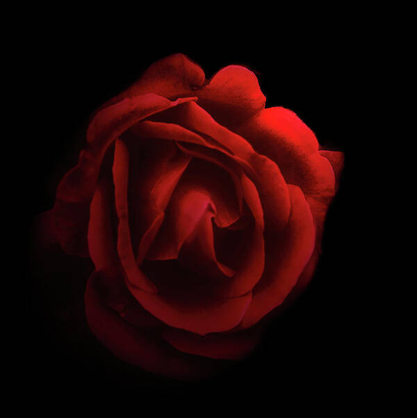 Rose Poster featuring the photograph Red Rose in the Dark by Joseph Hollingsworth