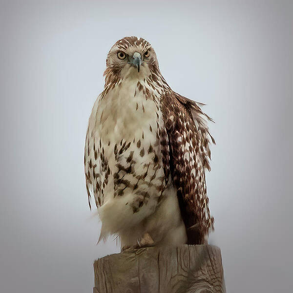 Nature Poster featuring the photograph Red Tailed Hawk by JASawyer Imaging