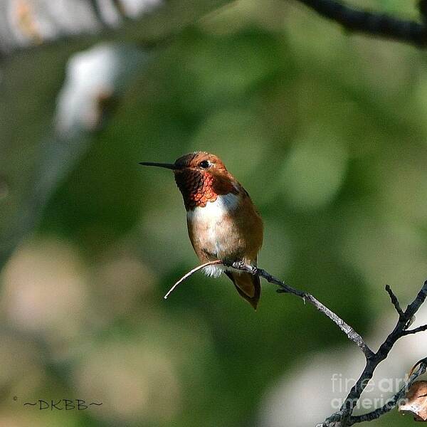 Hummingbird Poster featuring the photograph Resting Rufous by Dorrene BrownButterfield