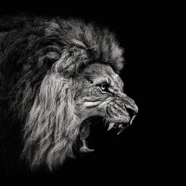 Lion Poster featuring the photograph Roaring Lion #2 by Christian Meermann
