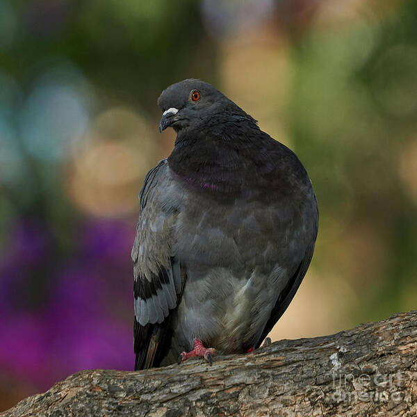 Pigeon Poster featuring the photograph Rock Pigeon Perched on a Tree Colorful Background by Pablo Avanzini