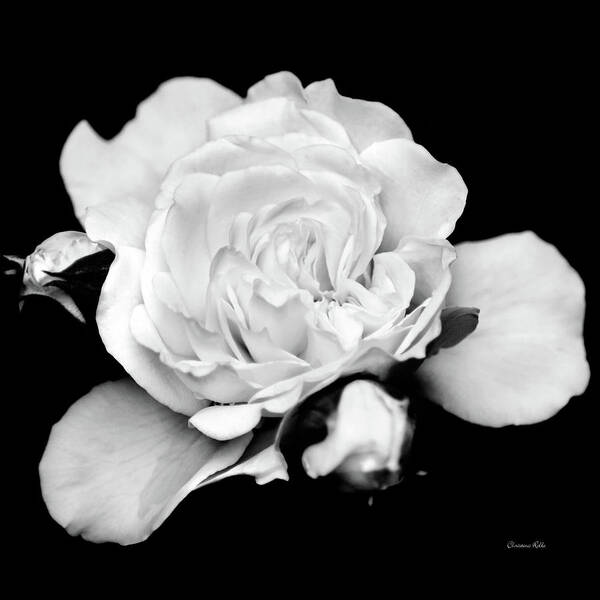 Flowers Poster featuring the photograph Rose Black and White by Christina Rollo