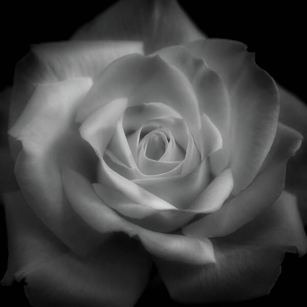 Rose Poster featuring the photograph Rose in black and white by Alessandra RC