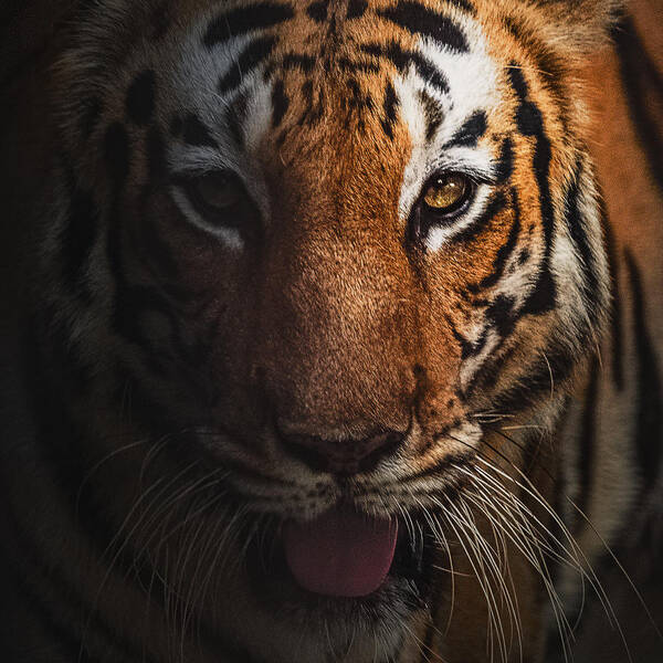 Tiger Poster featuring the photograph Royal Gleam by Subham Shome