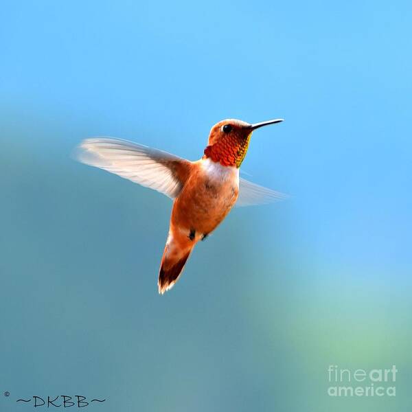 Hummingbird Poster featuring the photograph Rufous in Flight by Dorrene BrownButterfield